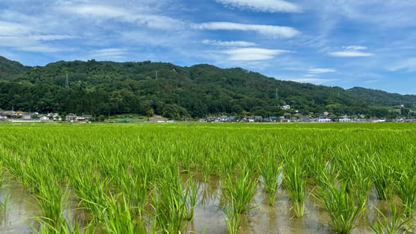 政府の「米増産」方針　立ちはだかる「壁」と拭えぬ不安　産地ＪＡと米農家の声