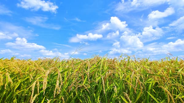 早期栽培米　収量まずまず　品質は高温障害の懸念も　本紙　西南暖地ＪＡ緊急調査