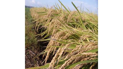 稲のことを稲に聞く　東京農大が「こめプロジェクト研究」コメの機能を解明し消費増へ