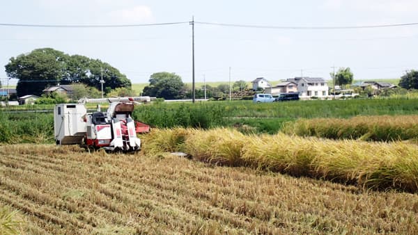 今年はカメムシ減り稲刈り本番　昨年深刻被害の埼玉・加須市　適期防除の成果か