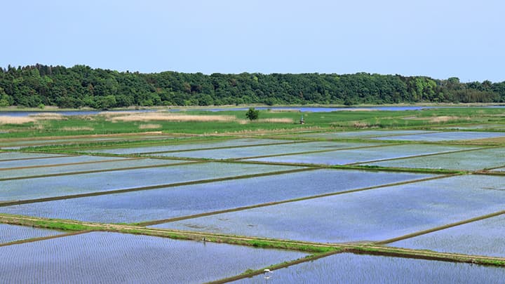 主食用米作付け意向　前年より2.3万ha増　1月末　農水省