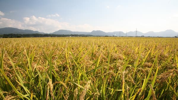 スマート農業でアグリビジネスへ挑戦「大分宇佐ファーム」開設　プレナス