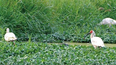 能登で育った自然栽培「羽咋米」を都内のマルシェで限定販売