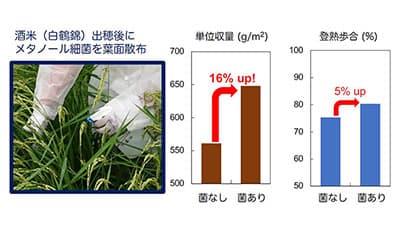 微生物と細胞壁成分の葉面散布で酒米16％増収　白鶴と京大の共同研究
