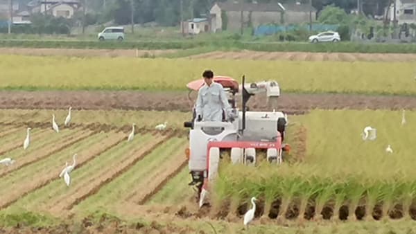 【本紙独自調査（１）】ＪＡの米担当者に聞く21年産米の作況見込み　全国「99」