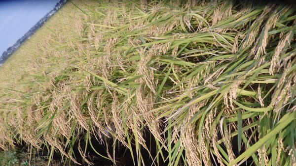 【農協協会・ＪＡのコメ実態調査】ＪＡの集荷率53％　担い手集積率39％