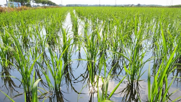 【農協協会・ＪＡのコメ実態調査】飼料用米　5年後に13％作付け増の意向　九州は輸出米に意欲