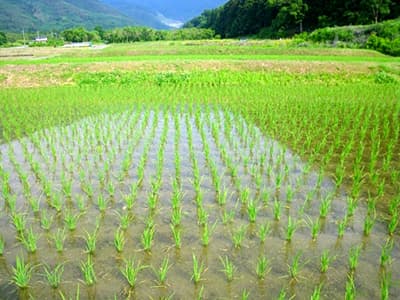 商社や大手卸業者　コメの事前契約で囲い込み