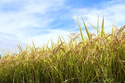 30年産米・ＪＡコメ担当者の声【北陸】