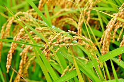 30年産米・ＪＡコメ担当者の声【四国】