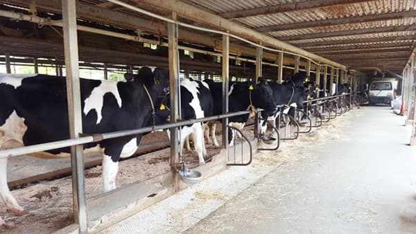 酪農存続の危機　9割が経営難　中央酪農会議調査　識者「国民の命の問題にも」