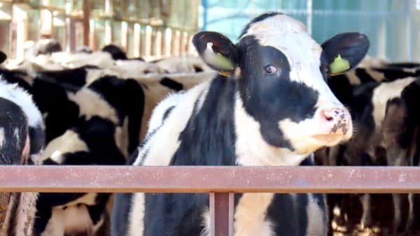 【系統外生乳50万トン大台突破】需給調整に支障、改正畜安法で拡大