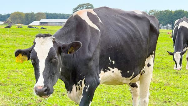 【中酪、酪農経営実態緊急調査】「赤字膨らみ離農検討」48％、3年後は生乳600万トン台に（2）