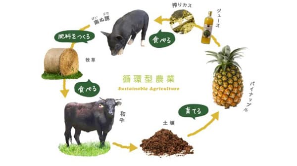 泡盛粕発酵飼料を活用　牛呼気のメタンガスを47%削減　やえやまファーム
