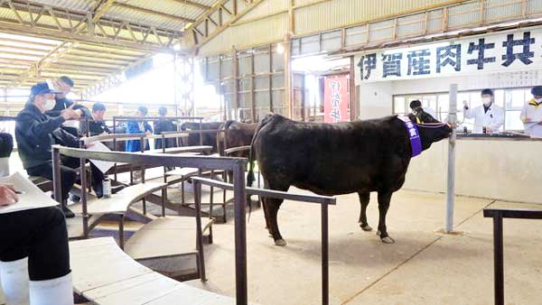 「伊賀産肉牛共励会」に20頭、平均価格は前年上回る　伊賀産肉牛生産振興協議会