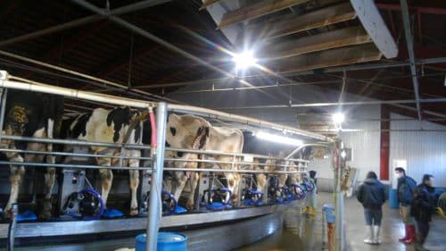 人と動物に優しい次亜塩素酸水溶液で感染防止　畜産施設の除菌作業を受付　ESI