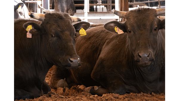 和牛農家と海外バイヤーをつなぐオンラインプラットフォーム「WAGYU MARKET」提供開始