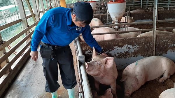 愛媛の大規模養豚農場で毎朝の巡回確認・毎月の棚卸作業が不要に「Milfee」で飼料残量を見える化