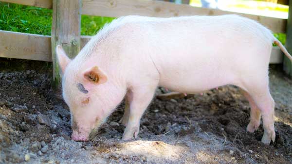 群馬県で豚熱を確認　国内98例目