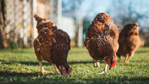 宮崎大学と「グルタチオン飼料」の共同研究開始　WAKU