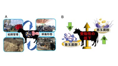 牛の繁殖改善へ　子宮内細菌叢と受胎の関連性判明　岡山大学、NOSAI北海道など