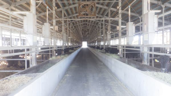 「肉用牛生産における温室効果ガス削減可視化システム構築事業」へ協力　伊藤ハム米久HD