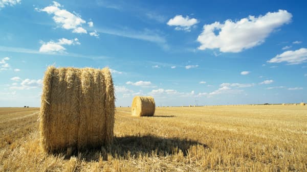 「xarvio FIELD MANAGER」対応作物に牧草を追加　畜産向け飼料生産をサポート　BASFジャパン