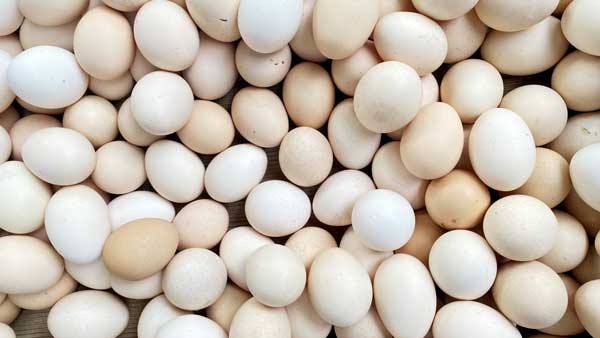 卵の価格　2月としては異例の高さ　鳥インフルエンザが影