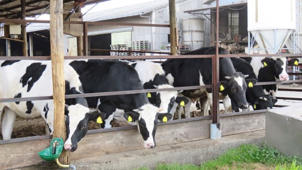 日本の酪農家　1万戸割れ　半数の酪農家が離農を検討　中央酪農会議