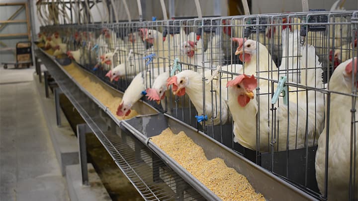 卵はいつまで「高い」のか？　そもそも適正価格とは　テレビが伝えない「エッグショック」の深層 信岡誠治・元東京農業大学教授に聞く