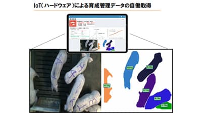 AI自働豚体重測定カメラ国内初の実用化　ジャパンファームで本格運用開始　Eco-Pork