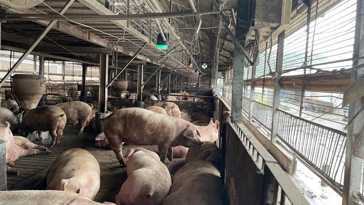 咳音検知技術「SoundTalksTM」活用　飼養豚の体調管理で実証実験開始