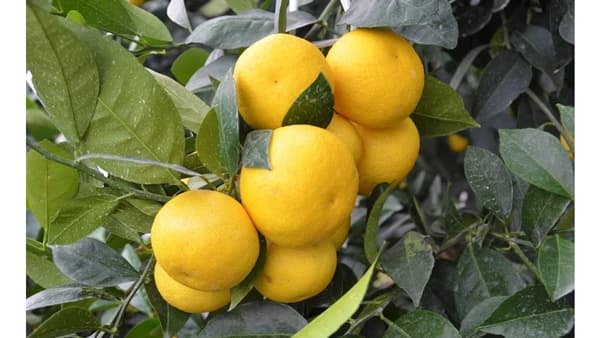 希少な幻のオレンジを産地直送「湘南ゴールド」販売開始　ＪＡタウン