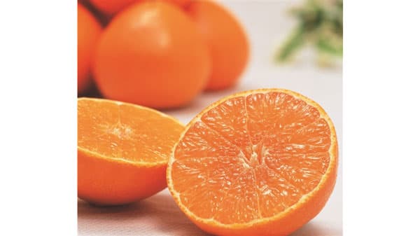 愛媛県産オリジナル品種かんきつ「紅まどんな」販売中　ＪＡタウン