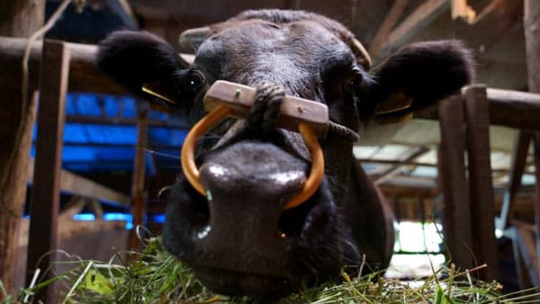 配合飼料供給価格　据え置き　10～12月期　ＪＡ全農
