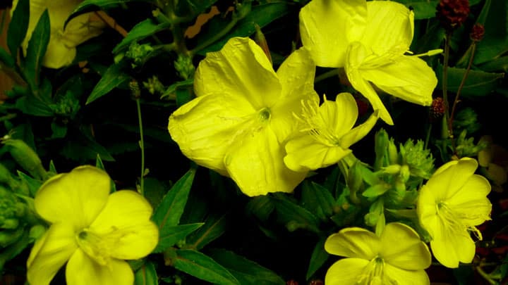 【花ひらく暮らしと地域―ＪＡ女性　四分の三世紀（6）】豊かさを求めて＜下＞「荷車の歌」が聞こえる