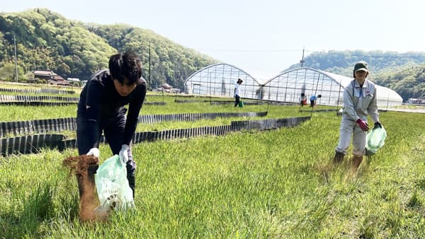 水稲栽培で鶏ふん堆肥を有効活用　4年前を迎えた広島大学との共同研究　ＪＡ全農ひろしま