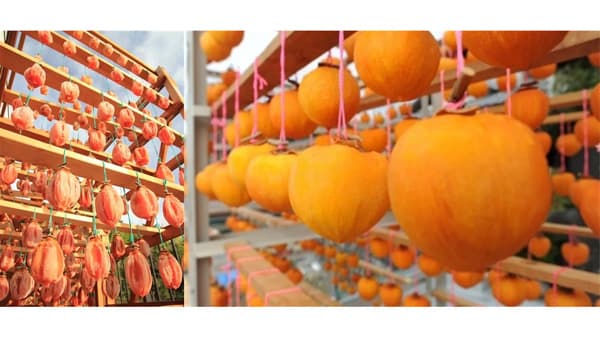 毎年大人気！希少な岐阜の「堂上蜂屋柿」を販売開始　ＪＡタウン