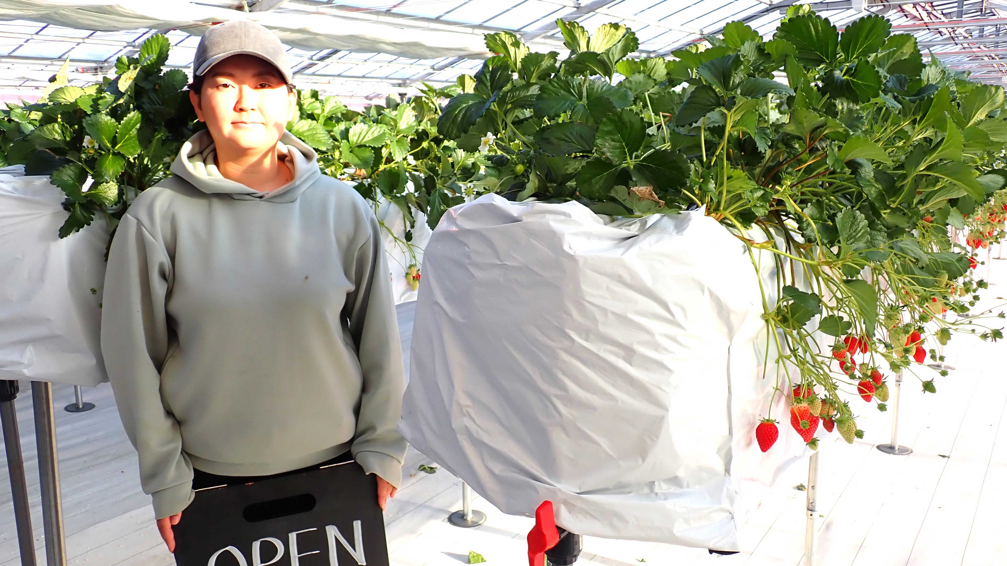 「ときめく作物育てたい」新規就農でイチゴ農家に　JAいるま野就農支援