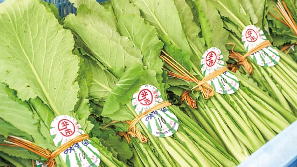 地元で歌作成　勝山水菜応援　ＪＡ福井県【ほっとピックアップ・ＪＡの広報誌から】