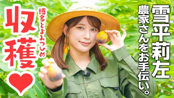 雪平莉左の「ゆるふわたいむ」いちじく「博多とよみつひめ」の農家を訪問　ＪＡタウン