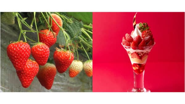 岐阜県産いちご「美濃娘」フェア」みのるダイニング名古屋店で開催　ＪＡ全農