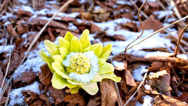【2023年新年特集】どうするのか　土壇場の日本農業　2023農業復興元年　希望は農協運動にある