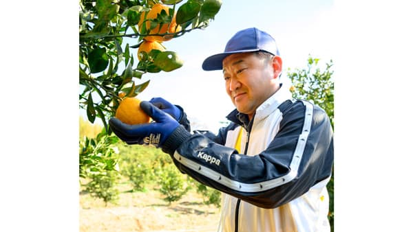 露地デコポン収穫最盛期　ＪＡ熊本うき