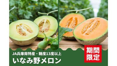 糖度13度以上　兵庫県産「いなみ野メロン」予約販売開始　ＪＡタウン