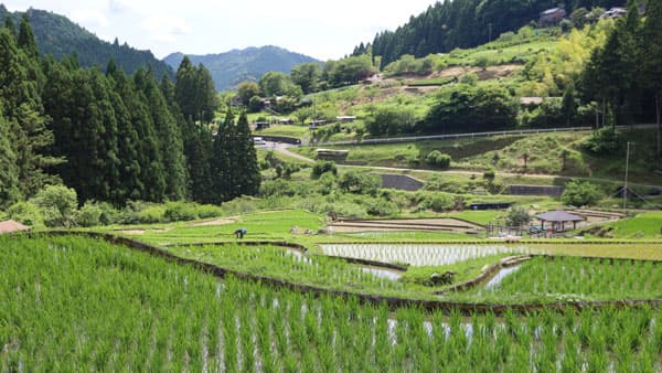 【食料・農業・農村／どうするのか？　この国のかたち】連載特集に当たって（一社）農協協会会長　村上光雄