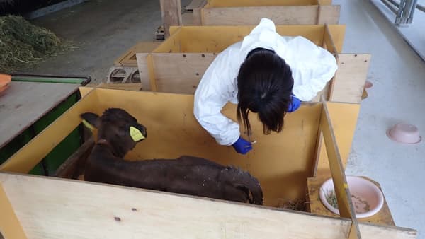【ＪＡ全農の若い力】飼料効果や管理法も指導　家畜衛生研究所(2)クリニック九州分室　内田葉月さん