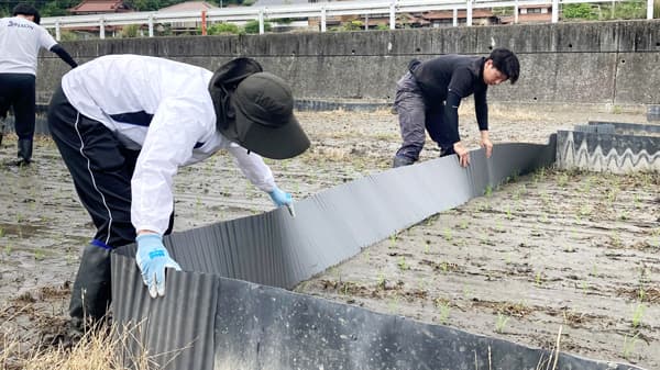 ＪＡ全農ひろしまと広島大学の共同研究　定植作業（主食用米：あきさかり）を実施
