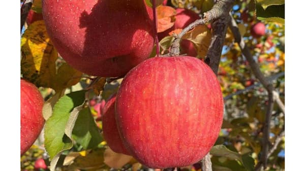 長野県「僕らはおいしい応援団」りんご「サンふじ」など送料負担なし　ＪＡタウン