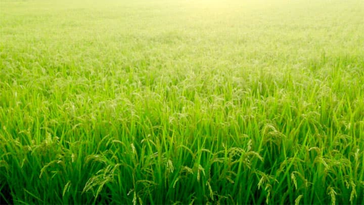 【インタビュー】米情勢と米穀事業　ＪＡ全農高尾雅之常務理事に聞く（下）